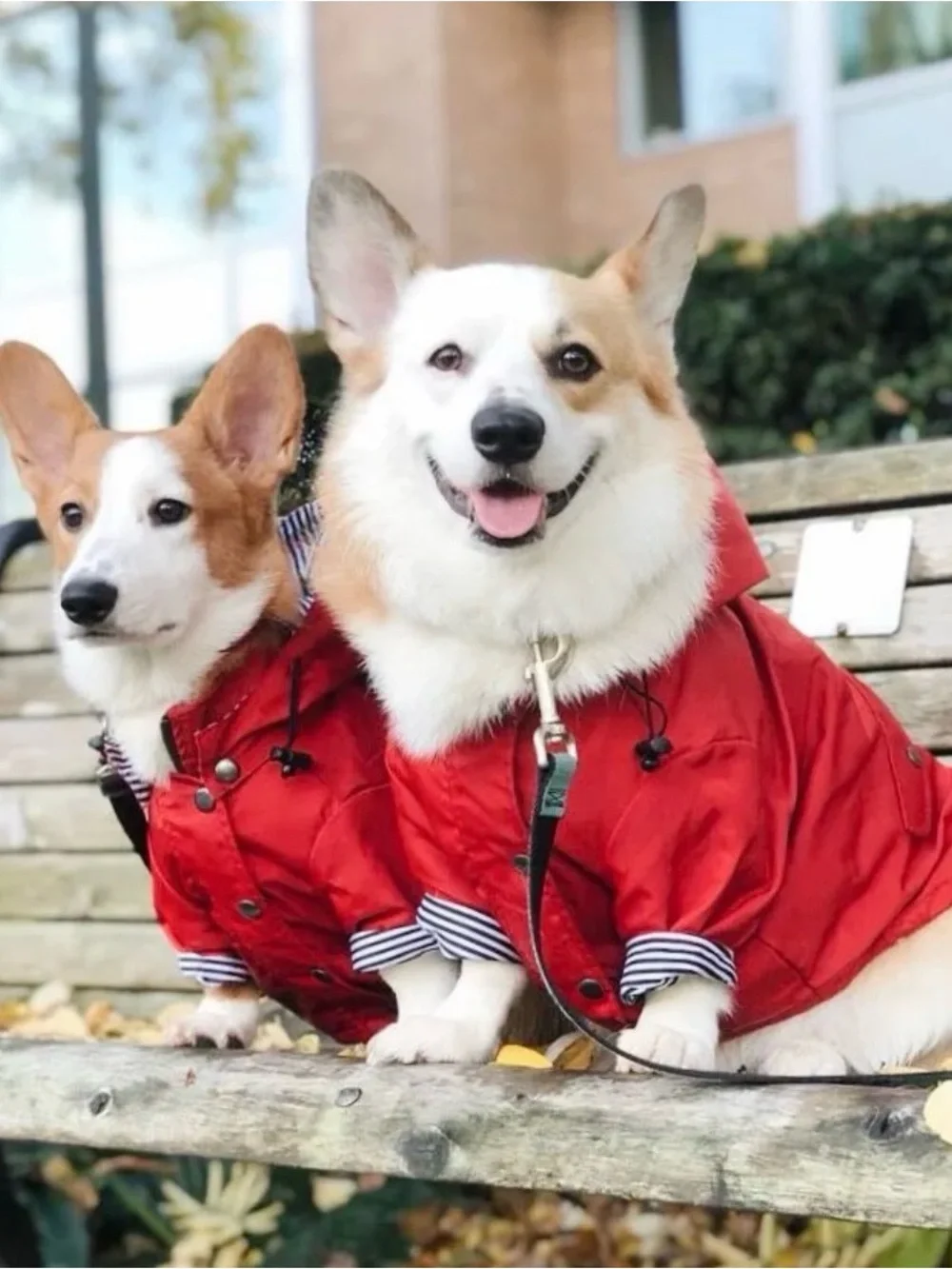 New Ellie Dog Raincoat - preppy, waterproof.